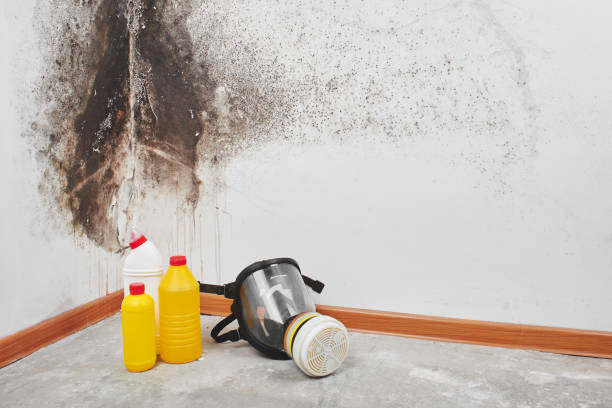 Best Attic Mold Removal  in Point Roberts, WA